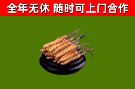 招远市烟酒回收冬虫夏草.jpg